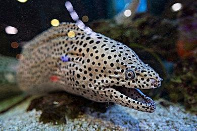 《最终幻想16》制作人：故事和英配已完成 将不参加TGS