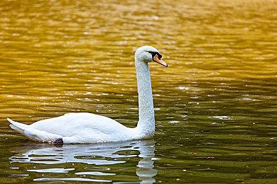 《邪吟》新免费DLC公布 9月12日正式上线